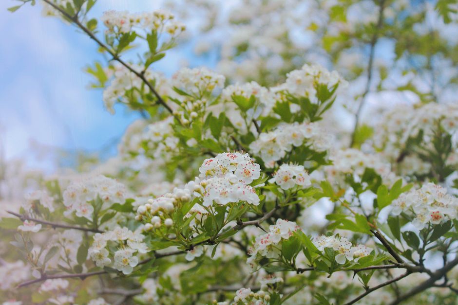 Hawthorn blossom against a blue spring sky, the start of the tree season on the pollen calendar UK hay fever sufferers follow through the year.